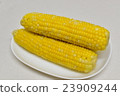 玉米 23909244
