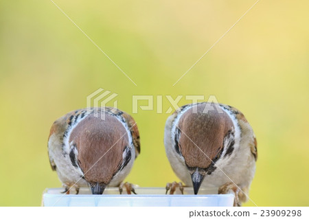 Sparrow to synchro 2 23909298