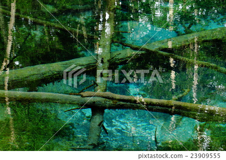 Water and Tree ~ God 's Pond - Water and Tree ~ God 's Pond - 23909555