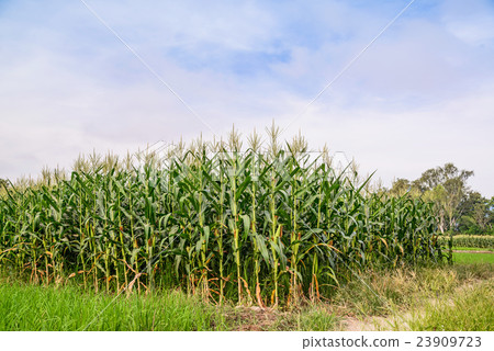 Green field of corn growing up, Green corn field Green field of corn growing up, Green corn field 23909723