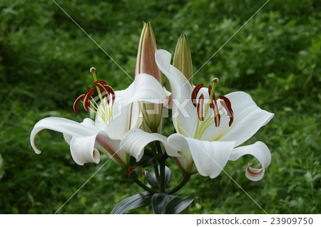 優雅的百合花 23909750