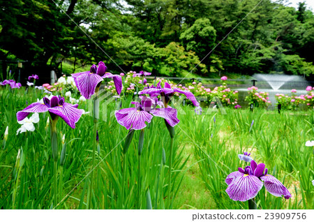 Iris Gan（岡崎東公園） 23909756