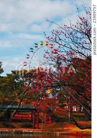 紅梅和摩天輪(岡崎南公園)L 紅梅和摩天輪(岡崎南公園)L 23909757