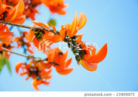 Bastard Teak 23909975