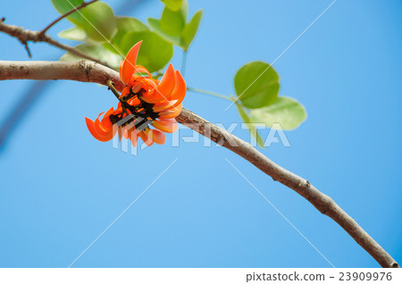 Bastard Teak 23909976