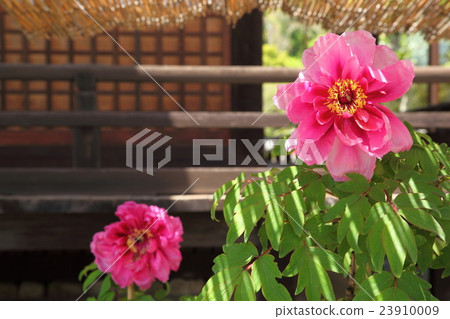 Peony of Hen Temple Okunoin 23910009