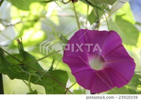 牽牛花單輪 牽牛花單輪 23910339