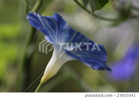 牽牛花單輪 牽牛花單輪 23910341