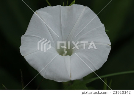 牽牛花單輪 牽牛花單輪 23910342