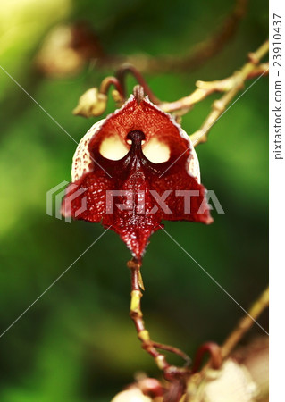Aristrokia 23910437