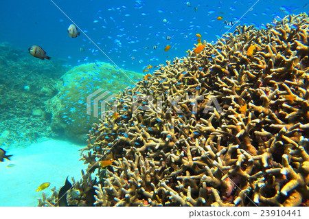 珊瑚根和熱帶魚 珊瑚根和熱帶魚 23910441