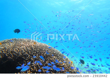 珊瑚根和熱帶魚 珊瑚根和熱帶魚 23910442