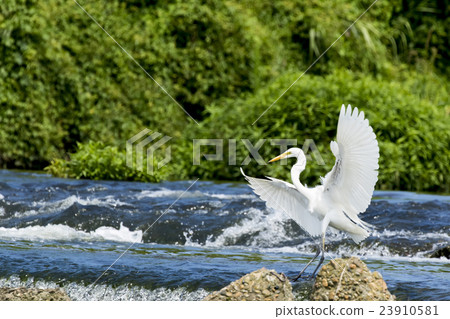 Wild bird of Kamogawa Wild bird of Kamogawa 23910581