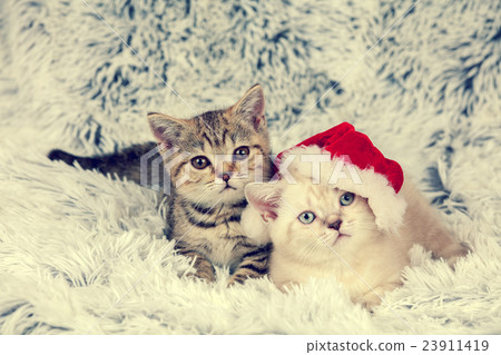 Two kittens wearing Santa hat lying on blanket Two kittens wearing Santa hat lying on blanket 23911419