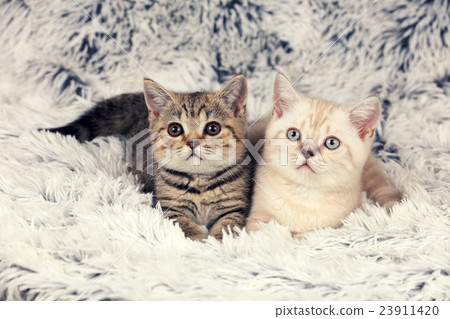 Two little kittens lying on fluffy blanket Two little kittens lying on fluffy blanket 23911420
