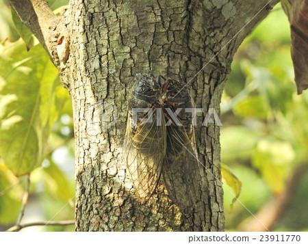熊人的求愛行為 熊人的求愛行為 23911770