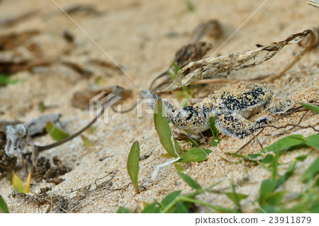 孵化的綠海龜的嬰孩 孵化的綠海龜的嬰孩 23911879
