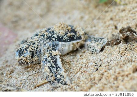 Baby of green turtle just hatched 23911896
