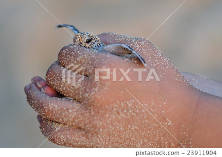 Baby of green turtle just hatched Baby of green turtle just hatched 23911904