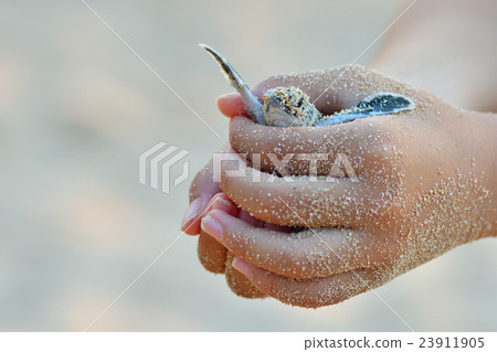 Baby of green turtle just hatched Baby of green turtle just hatched 23911905