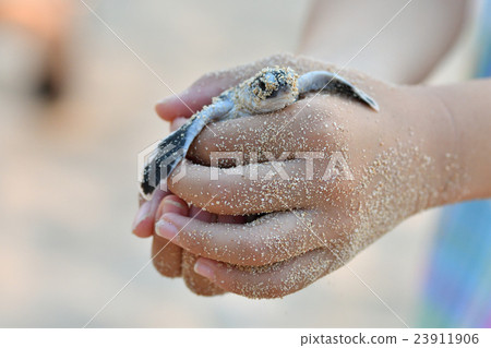 Baby of green turtle just hatched Baby of green turtle just hatched 23911906