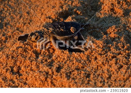 Baby of green turtle just hatched Baby of green turtle just hatched 23911920