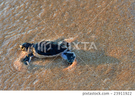Baby of green turtle just hatched 23911922