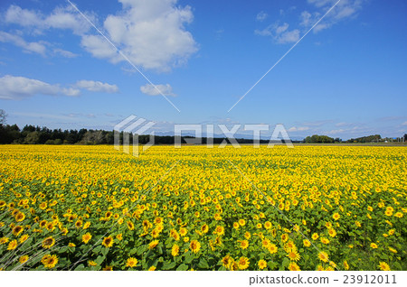 向日葵田 23912011