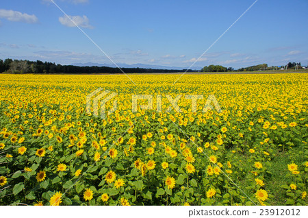 向日葵領域向日葵領域 23912012