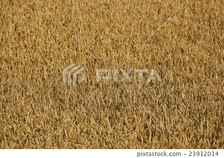 就在收穫之前！北海道小麥“Kita no kaori” 23912014