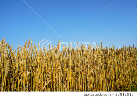 就在收穫之前！北海道小麥“Kita no kaori” 23912015