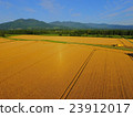 收穫前廣泛的北海道麥田 收穫前廣泛的北海道麥田 23912017
