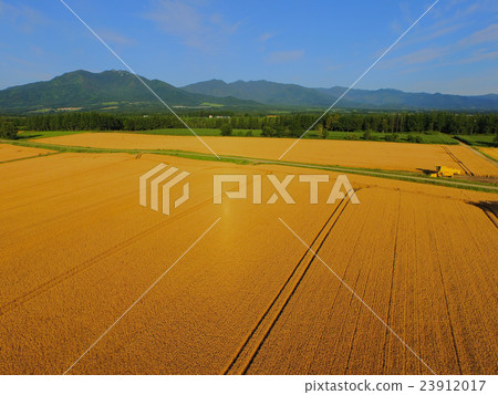 收穫前廣泛的北海道麥田 23912017