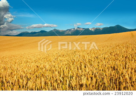 北海道小麥“Kima Honomi”豐收的收穫希望十胜山 23912020