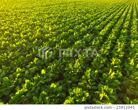 新鮮的綠色甜菜（甜菜）領域 23912045