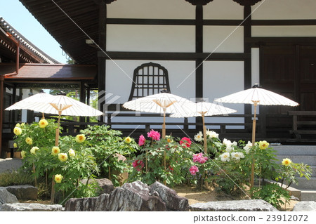 Peony of Hen Temple Okunoin Peony of Hen Temple Okunoin 23912072