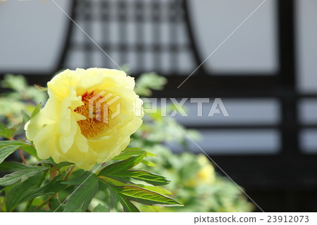 Peony of Hen Temple Okunoin 23912073