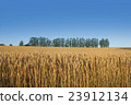 收穫接近!富饒的小麥山 收穫接近!富饒的小麥山 23912134