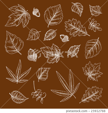 Autumnal fallen leaves and acorns chalk sketches 23912788