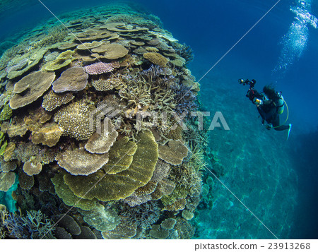 Coral Reef 23913268