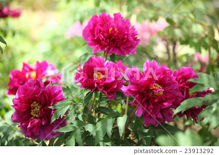 本莊南支牡丹 本莊南支牡丹 23913292