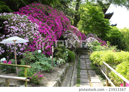 Azalea of the Gensoin Temple 23913367