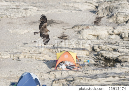 Arazaki海灘海岸第1部分 23913474