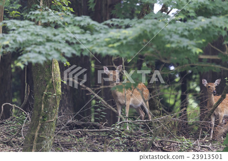 Swarm of deer in Amagi Plateau Part 3 23913501
