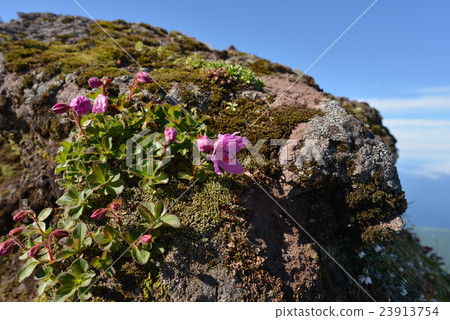 Ezo azalea at the summit of Rishiriyama Ezo azalea at the summit of Rishiriyama 23913754