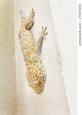 Focused eye and head gecko or gecko verticillatus 23914203