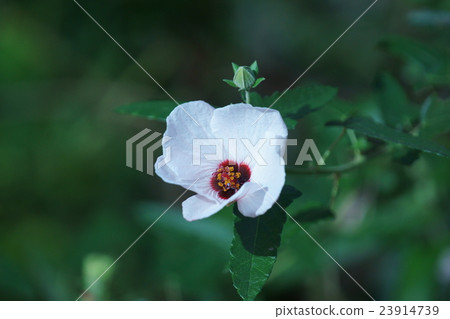 Takasago Fuyo Takasago Fuyo Flower語言“可愛” Takasago Fuyo Takasago Fuyo Flower語言“可愛” 23914739