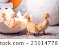 little yellow ducklings with a large shell 23914778
