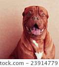 Beautiful dog sitting with his tongue hanging out 23914779