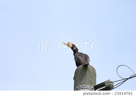 鸕鶿鳥的眼睛蛾 23914791